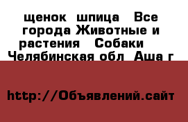 щенок  шпица - Все города Животные и растения » Собаки   . Челябинская обл.,Аша г.